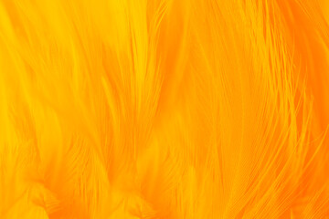 Orange yellow feather texture pattern background