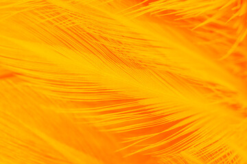 orange feather texture pattern background
