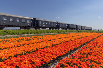 Steam train with tulip field, Hoorn - Medemblik, Noord Holland, Netherlands