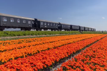 Gordijnen Steam train with tulip field, Hoorn - Medemblik, Noord Holland, Netherlands © Richard Semik