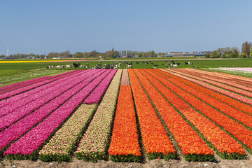 Field of tulips near Alkmaar, The Netherlands