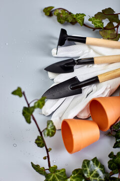 Small ceramic flower pots, gloves, gardening tools and green leaves on grey background, Spring garden works concept, flat lay, top view, copy space.