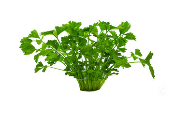 Fresh green celery isolated on png.