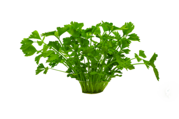 Fresh green celery isolated on png.