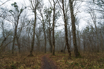 Fototapeta na wymiar Bare leafless mystical foggy winter forest landscape
