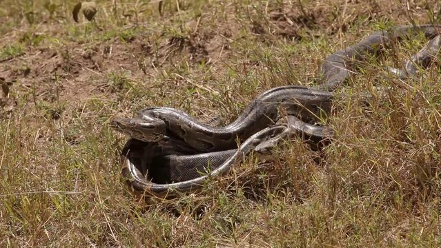 Snake in the savannah