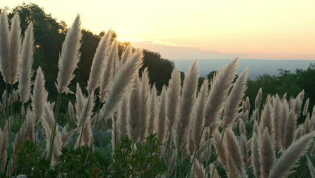 Beauty in Nature. Zoom in view of flowers at sunset with valley below. Argentina.