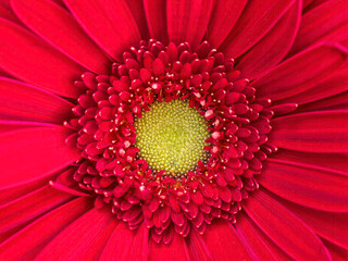 Bright red and yellow gerbera daisy flower top view close up. Colorful, natural background.