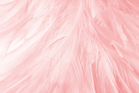 Coral pink vintage,feather pattern texture background,pastel soft fur for baby to sleep.