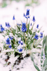 Obraz premium First Blue Grape Hyacinth. Flowers Muscari in spring garden under snow.