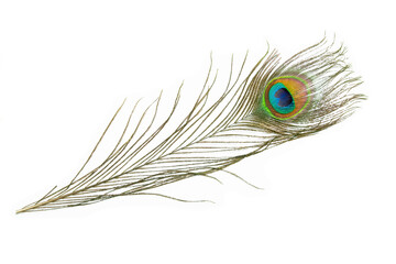 Naklejka premium Beautiful peacock feather isolated on white background