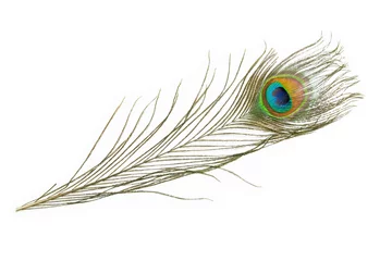 Rolgordijnen Beautiful peacock  feather isolated on white background © nadtytok28