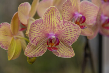 Floral concept. Orchid growing tips.  Most commonly grown house plants. Orchids blossom close up....