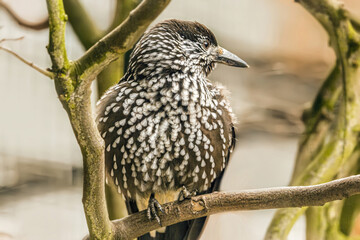 Portrait of a eurasian nutcracker bird perched on mossy branch of a tree in winter outdoors, Nucifraga caryocatactes