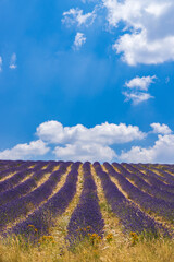 Fototapeta na wymiar Lavender field near Montbrun les Bains and Sault, Provence, France