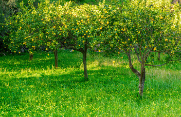 beautiful green and yellow shiny lemon garden with trees and amasing flowers and grass