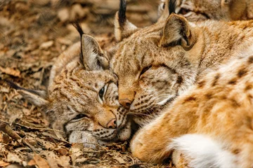 Tuinposter Cute portrait of a european lynx family cuddling together in a forest outdoors © Annabell Gsödl
