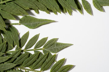 Micro photo of dried Jacaranda mimosifolia leaf on white background. Fern plant