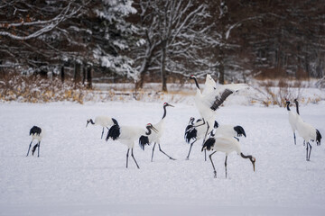 Red-crowned cranes dance lightly. Others are playing in the snow. Scenery of wild bird life in winter, Hokkaido, Japan. 2023