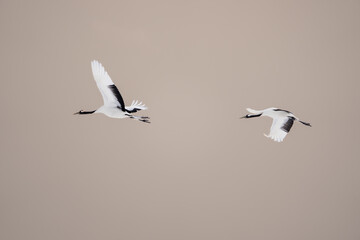 Two red-crowned cranes spread their wings and soar in the sky. Scenery of wild bird life in winter, Hokkaido, Japan. 2023