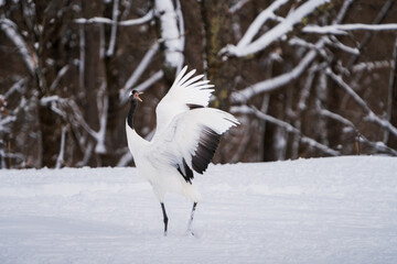 Red-crowned cranes dance lightly in the snow. Scenery of wild bird life in winter, Hokkaido, Japan. 2023