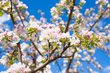 Fototapeta na wymiar Blossom apple tree. White pink flowers of apple tree on blue sky. Flowers a lot. Selective focus, close-up