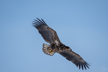A white-tailed eagle soars in the blue sky. Haliaeetus albicilla. Scenery of wild bird life in winter, Hokkaido, Japan. 2023
