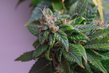 Mature marijuana plant with bud and leaves. Marijuana plant texture on an indoor cannabis farm.The concept of Indoor grow marijuana. marijuana for recreational purposes.