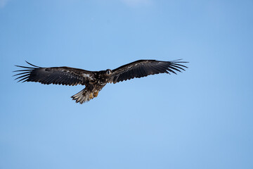 A white-tailed eagle soars in the blue sky. Haliaeetus albicilla. Scenery of wild bird life in winter, Hokkaido, Japan. 2023