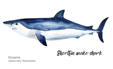 Shortfin mako shark watercolor illustration. watercolor Shortfin mako shark cute ocean animal. Watercolor cute shark. Hand painting postcard with whale isolated white background. Ocean animals
