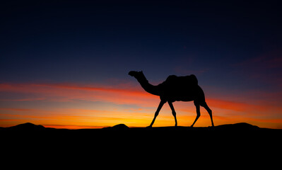 Fototapeta na wymiar Camels silhouettes in dunes of Thar desert on sunset. Jaisalmer, Rajasthan, India.