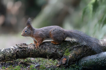 Eurasian red squirrel (Sciurus vulgaris)  on a branch. Noord Brabant in the  Netherlands.                       
