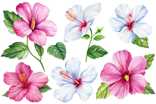Tropical flowers set, hibiscus and mallow, watercolor illustration, botanical painting hand drawing.