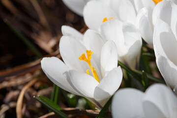 White crocuses on a spring sunny day.