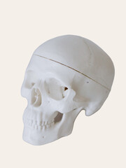 human skull isolated on white