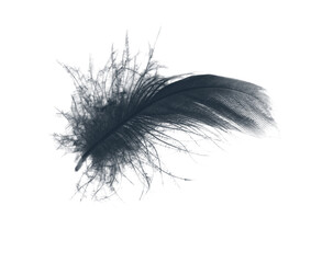 black feather on white background