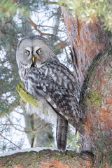 Great grey owl sits on a pine branch