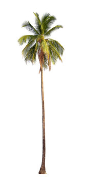  Coconut palm tree isolated on white background with clipping path.