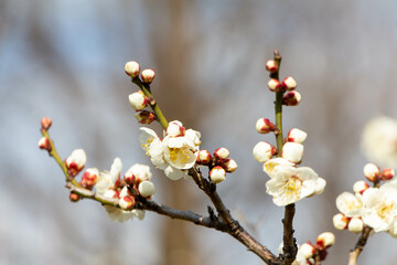 Plum Blossoms Japan