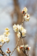 Plum Blossoms Japan