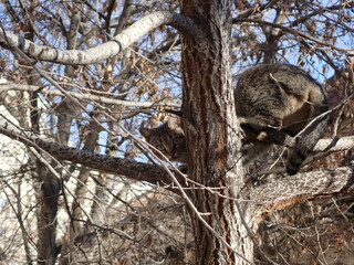 tiger cat on the tree