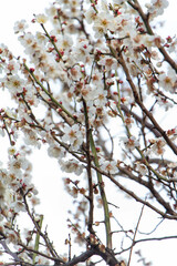 Plum Blossoms Japan