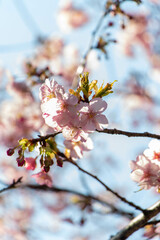 Plum Blossoms Japan