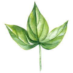 Watercolor illustrations. Green leaf isolated on white backgroundr