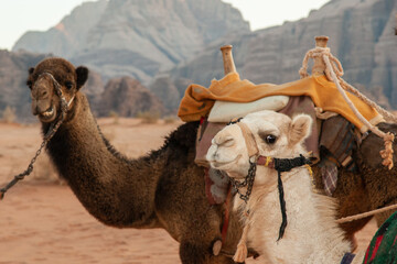 Bedouins and camels in the deserted Wadi Rum desert. Martian landscapes from science fiction films....