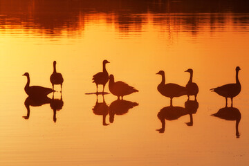 Geese silhouette during sunset