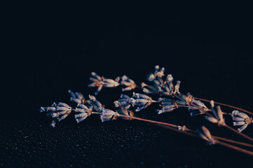 Dry lavender flowers on a dark background