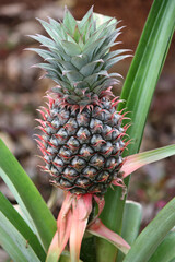 Fototapeta premium pineapple growing in the garden