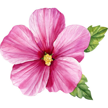 Tropical pink flower, hibiscus. Mallow watercolor illustration, botanical painting hand drawing.
