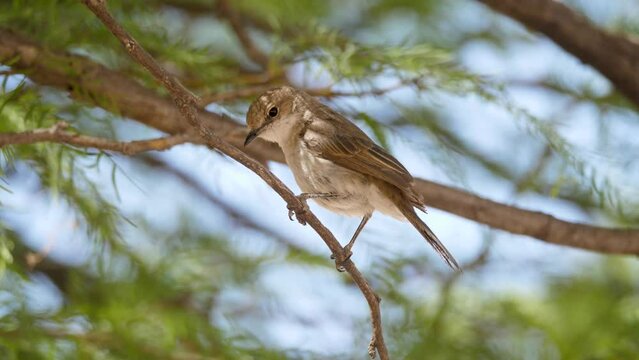 Marico Flycatcher perched on leafy green acacia branch looks down for prey